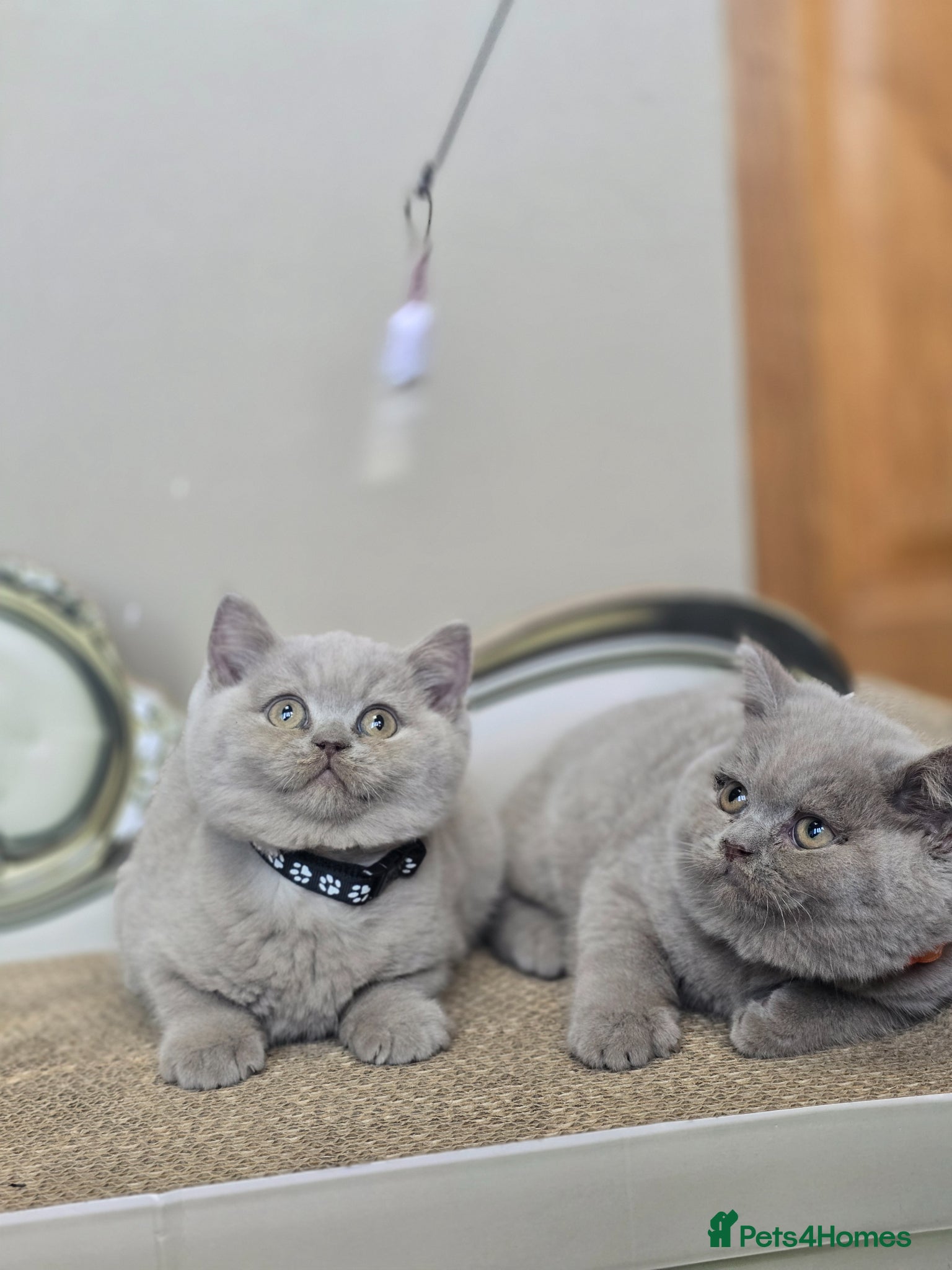 British Shorthair cats Gorgeous Arorable Lilac Boys Bristish Short Hair - Advert 1