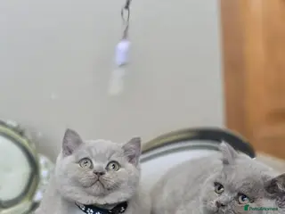 British Shorthair cats for sale: Gorgeous Arorable Lilac Boys Bristish Short Hair - Advert 1