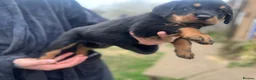 Rottweiler dogs for sale: Ready to leave Gorgeous last female Rottweiler - Advert 10
