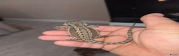 Bearded Dragon reptiles for sale: Baby beardies  - Advert 11