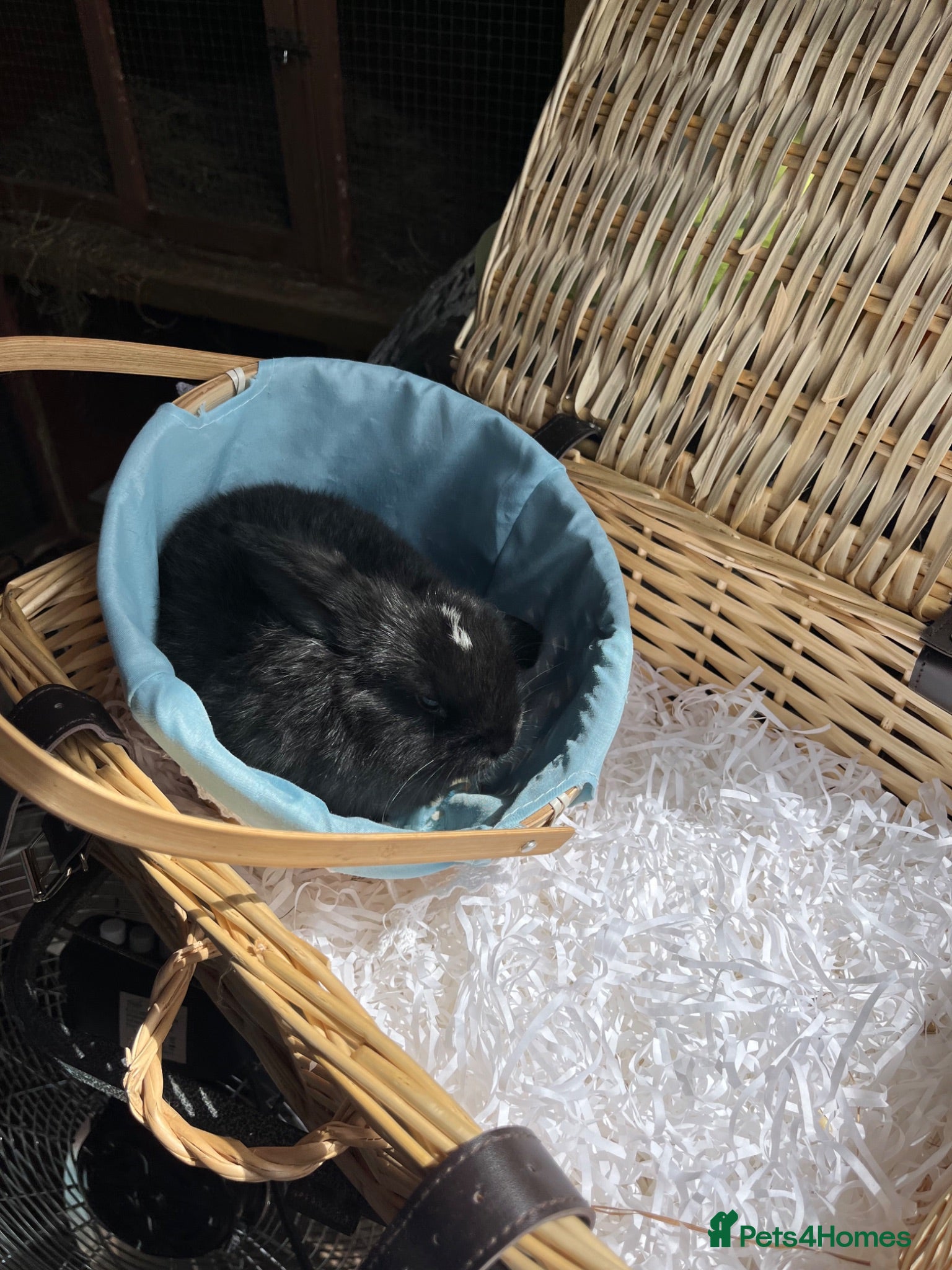 Mini Lop rabbits Early Summer 2026 - Advert 1