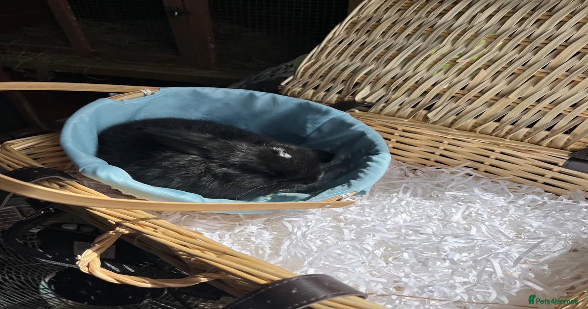 Rabbits for Sale for sale in Wigan, Greater Manchester | Pets4Homes