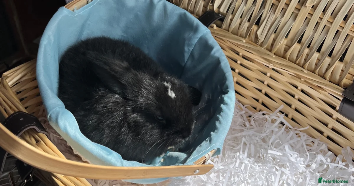 Rabbits for Sale for sale in Wigan, Greater Manchester | Pets4Homes