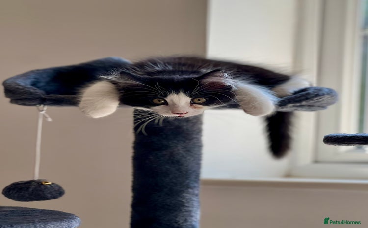 Domestic Shorthair cats - Advert 17