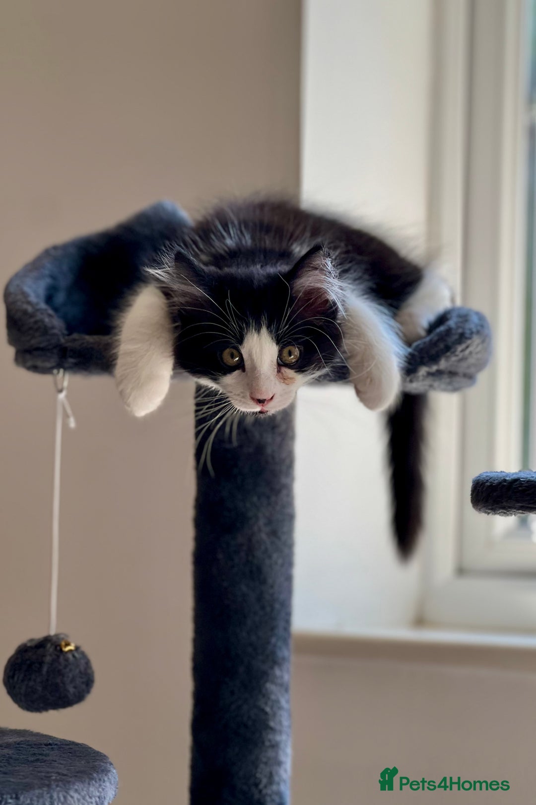 Domestic Shorthair cats for sale: Cute kittens for sale - Image 1