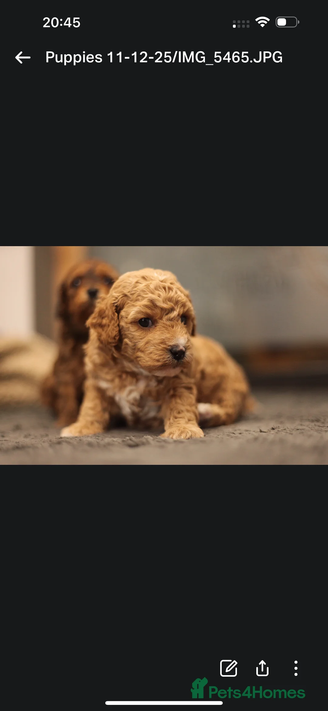 Poochon dogs for sale: Beautiful Poochon Pups Home Bred second litter - Advert 25