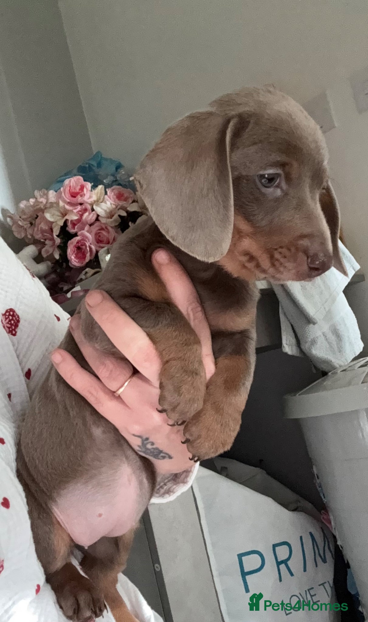 Dachshund dogs Dachshund puppy  - Advert 2