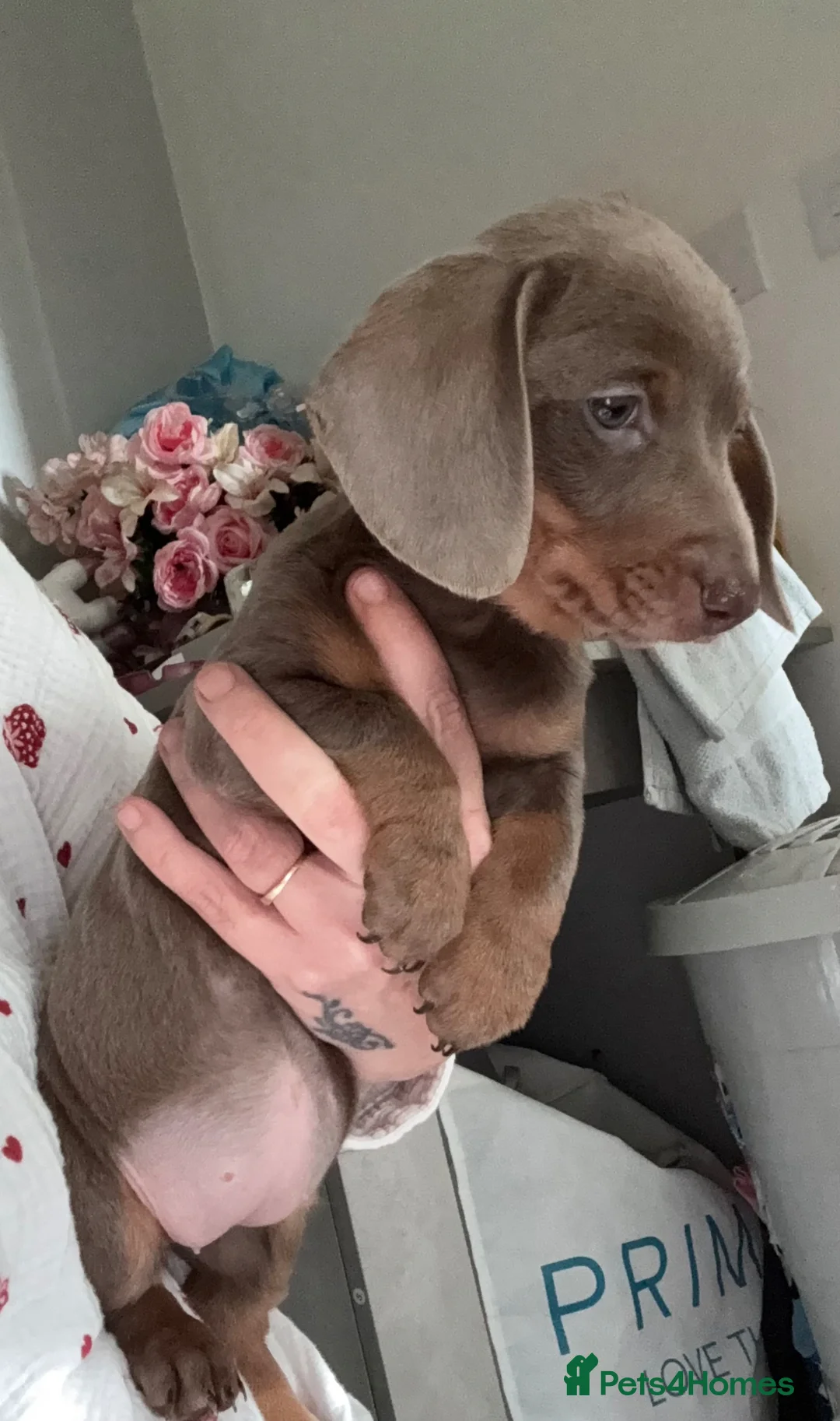 Dachshund dogs for sale: Dachshund puppy  - Advert 1