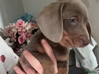 Dachshund dogs Dachshund puppy - Advert 15