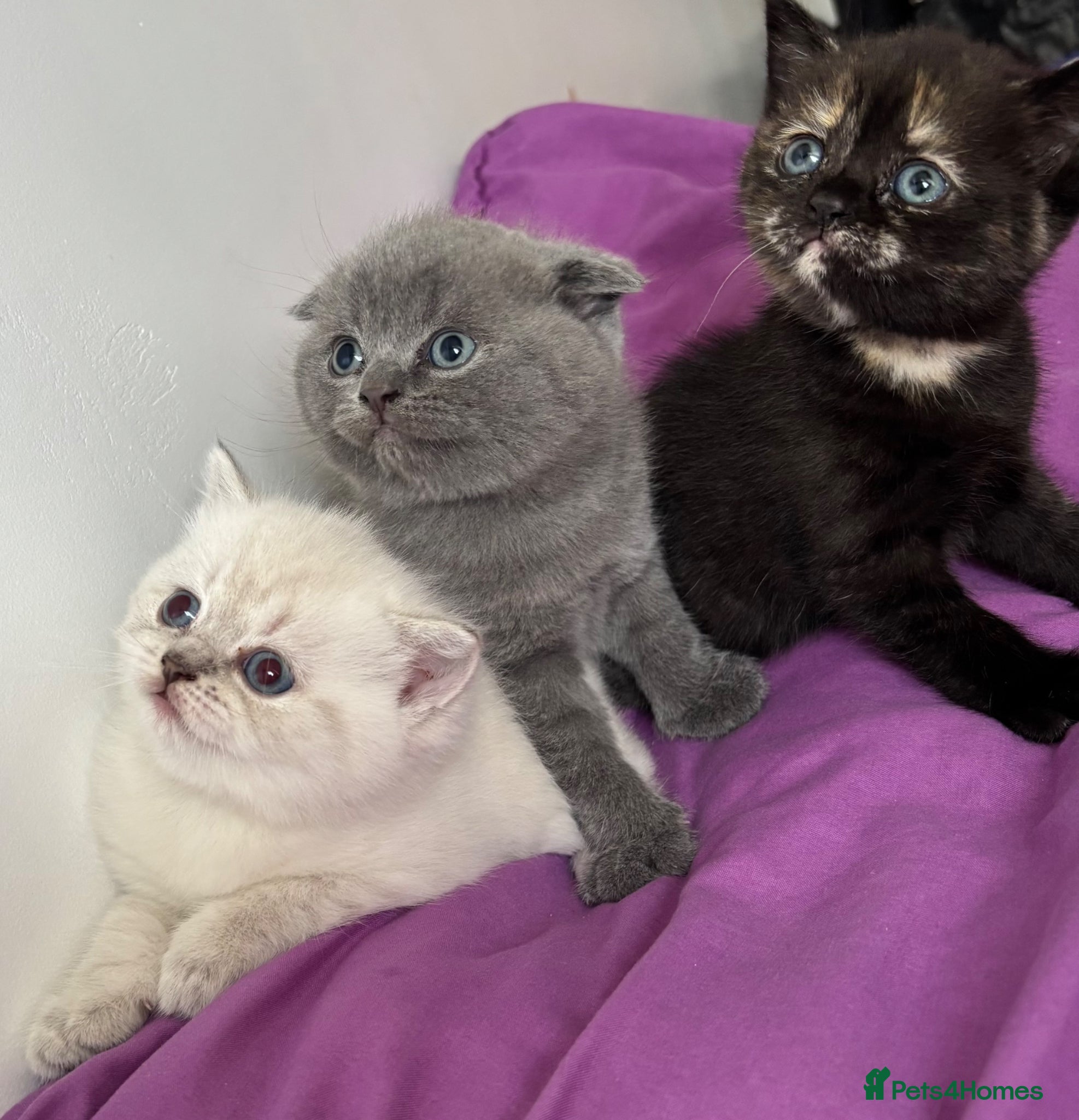 British Shorthair cats British shorthair  - Advert 2