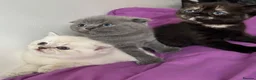 British Shorthair cats for sale: British shorthair  - Advert 2