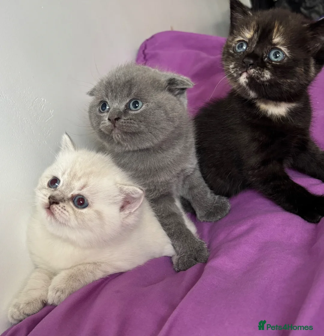 British Shorthair cats for sale: British shorthair  - Advert 2