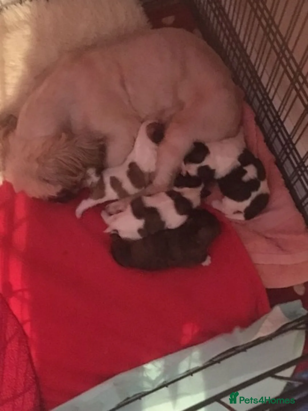 Shih Tzu dogs for stud: KC HARROPINE LUSTY DUSTY FOR STUD ONLY in Bridgend - Advert 21