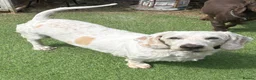 Mixed Breed dogs for sale: Boodle - Advert 1