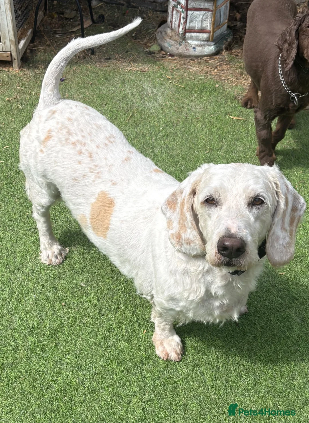 Mixed Breed dogs for sale: Boodle - Advert 1