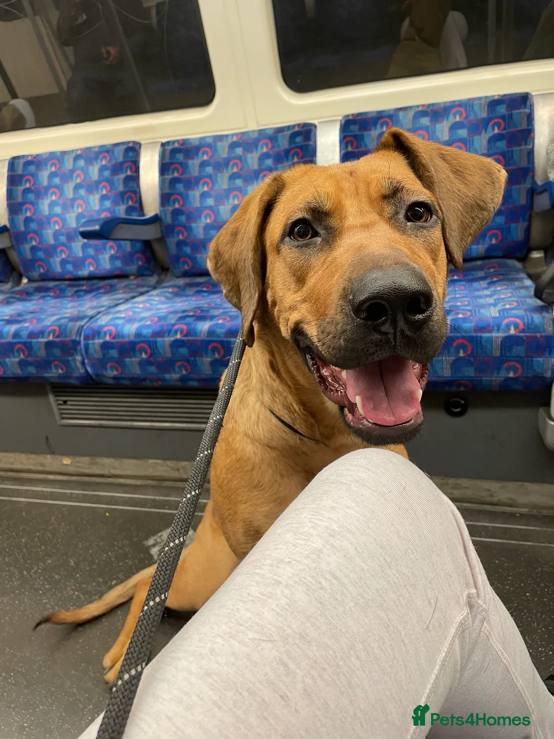 Mixed Breed dogs for sale: Raven  - Advert 6