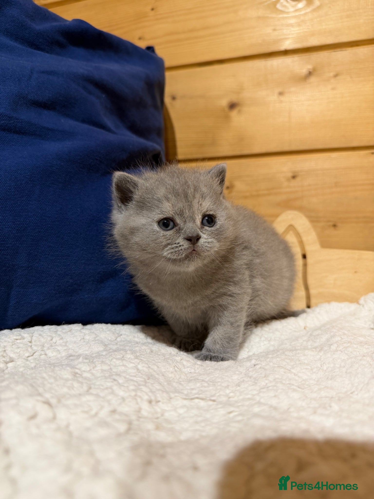 British Shorthair cats for sale: Beautiful British Shorthair kittens available  - Advert 8
