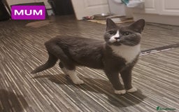 Mixed Breed cats for sale: Lovely kittens waiting for forever homes  - Image 2