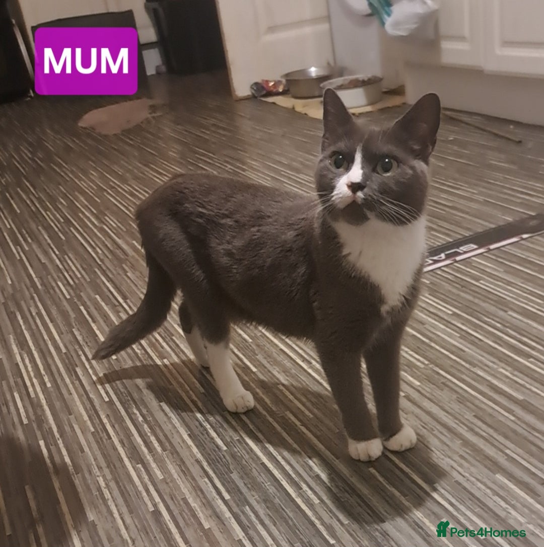 Mixed Breed cats for sale: Lovely kittens waiting for forever homes  - Image 2