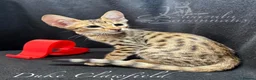 Savannah cats for sale: 2 and 3 months old. Tica Regist. Savannahs - Advert 27