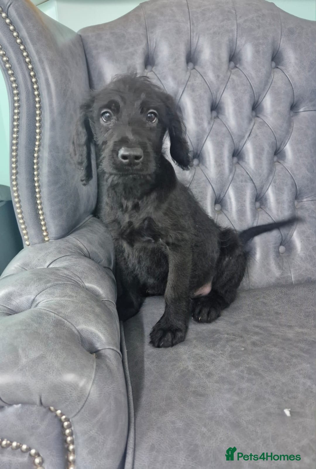 Labradoodle dogs for sale: Standard Labradoodle Puppies  - Advert 5