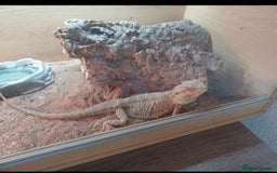 Bearded Dragon reptiles for sale: Bearded dragon with full set up. - Image 1