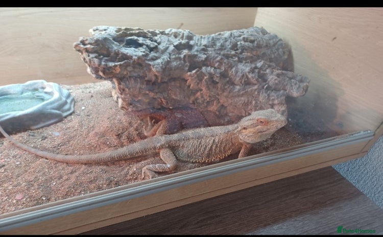 Bearded Dragon reptiles - Advert 4