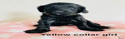Cockapoo dogs for sale: Stunningly unique health/DNA tested Cockapoos  - Advert 14