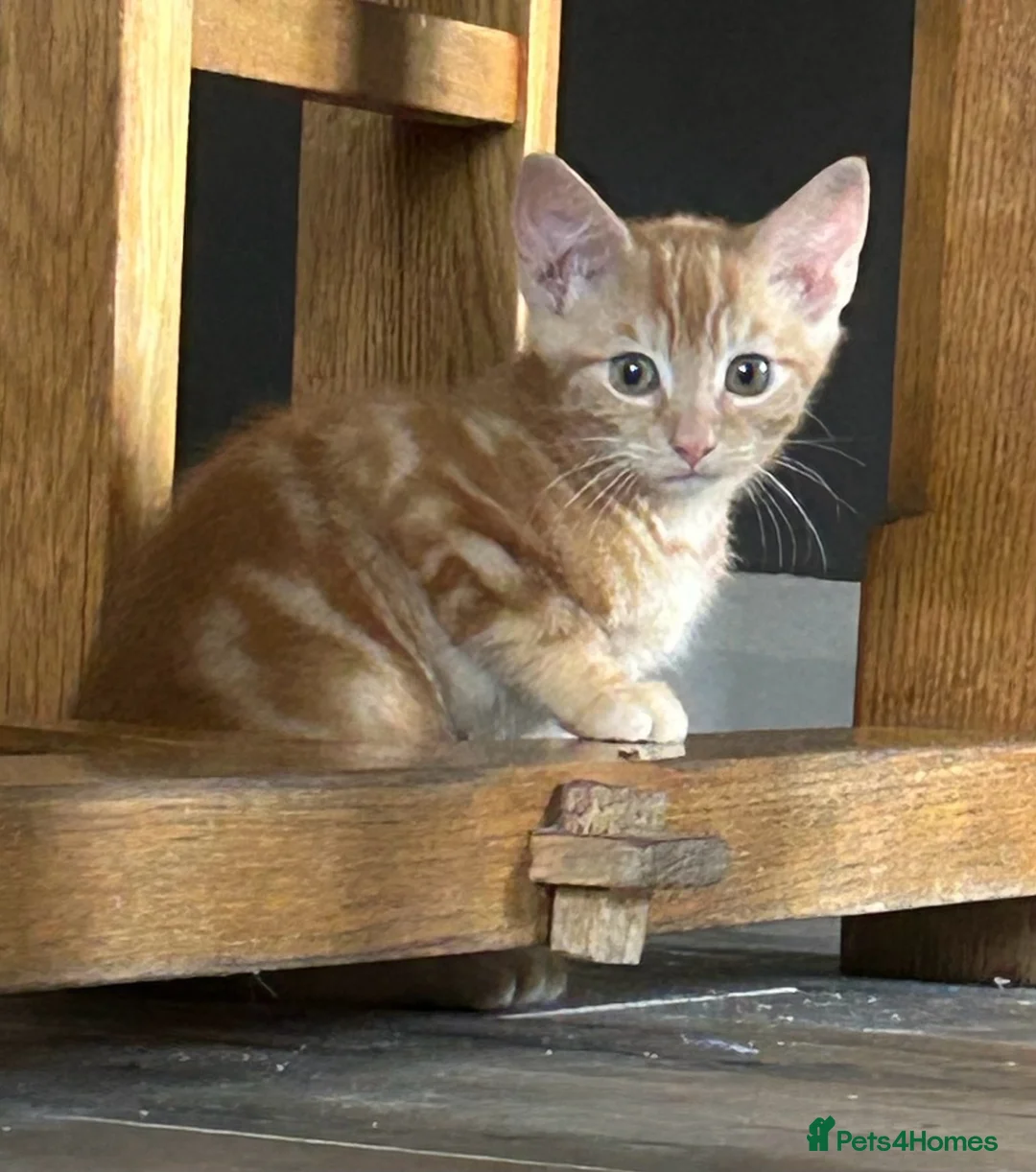 Mixed Breed cats for sale: Ginger kittens - Advert 5