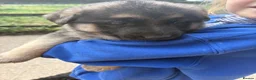German Shepherd dogs for sale: Gorgeous  Home Bred German Shepherd Girls - Advert 7