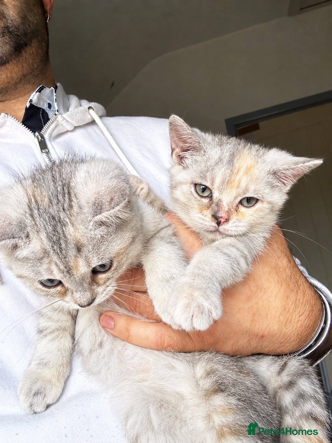 British Shorthair cats Chunky Silver and ginger BSH kittens  - Advert 1