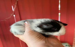 Guinea Pig rodents for sale: Beautiful fluffy baby Guinea pigs  - Image 2