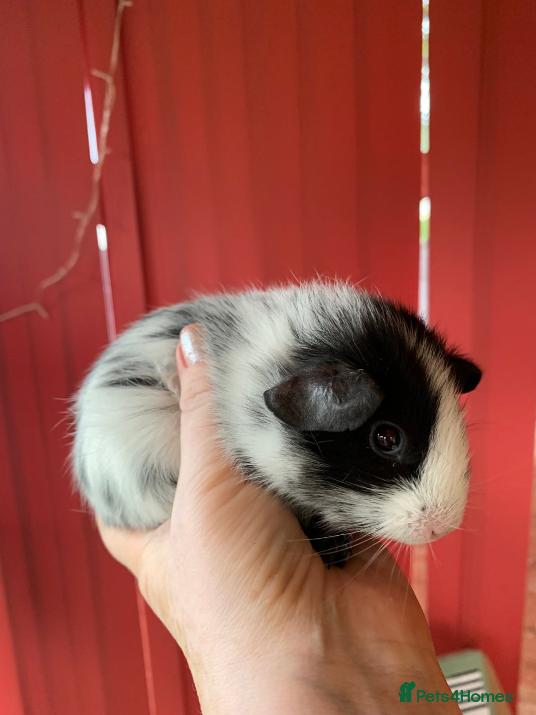Guinea Pig rodents for sale: Beautiful fluffy baby Guinea pigs  - Image 2