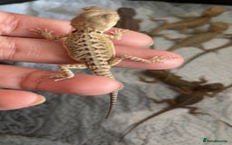 Bearded Dragon reptiles for sale: Baby bearded dragons hypo, trans, leatherback  - Image 4