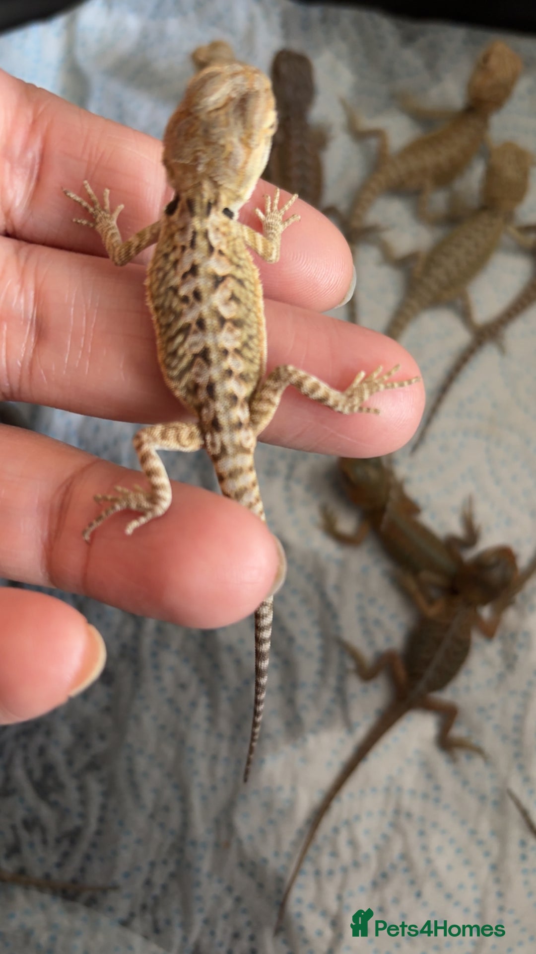 Bearded Dragon reptiles for sale: Baby bearded dragons hypo, trans, leatherback  - Image 4