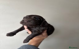 Cocker Spaniel dogs for sale: 🐾Show Cocker Spaniel 🐾  - Image 4