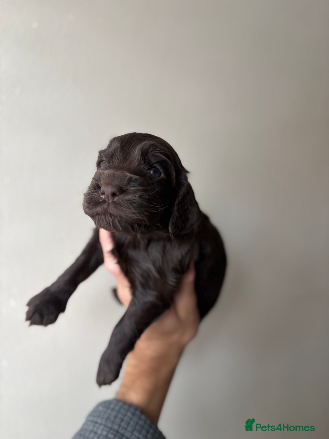 Cocker Spaniel dogs for sale: 🐾Show Cocker Spaniel 🐾  - Image 4