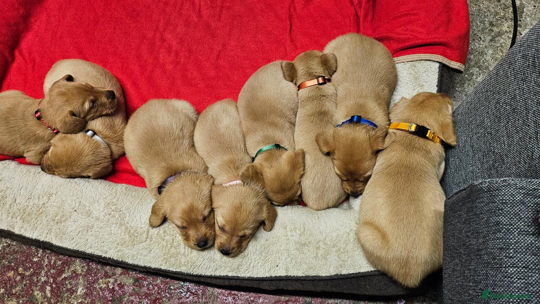 Labrador Retriever dogs for sale: Stunning fox red labrador puppies for sale - Image 7