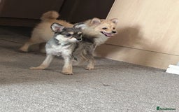 German Spitz dogs for sale: German spitz for sale  - Image 4