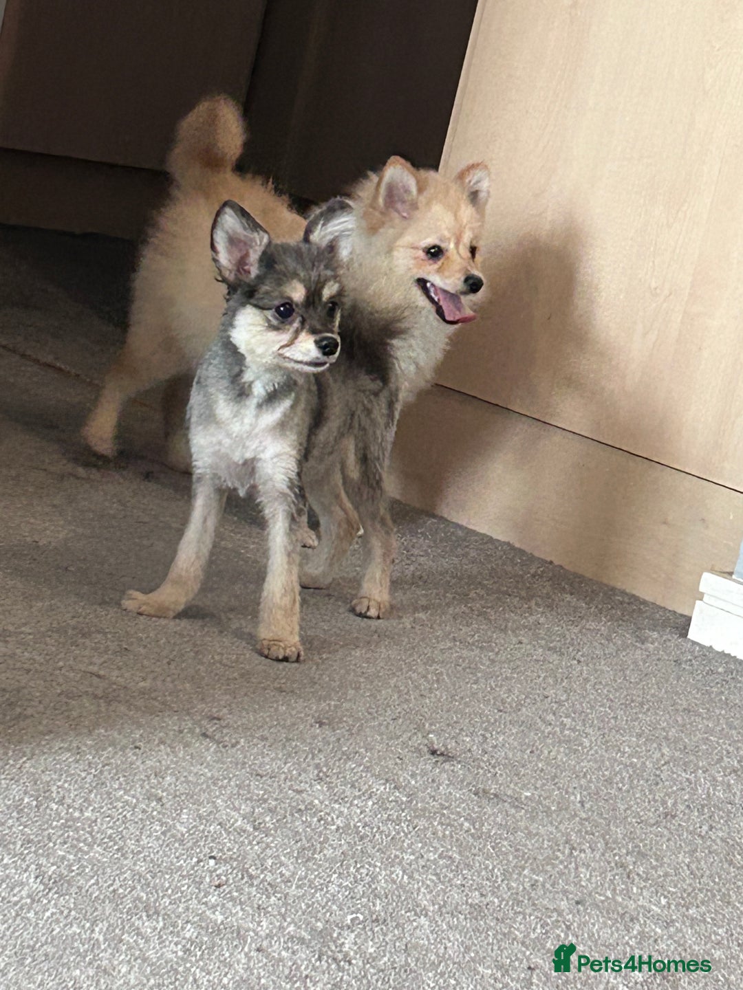 German Spitz dogs for sale: German spitz for sale  - Image 4