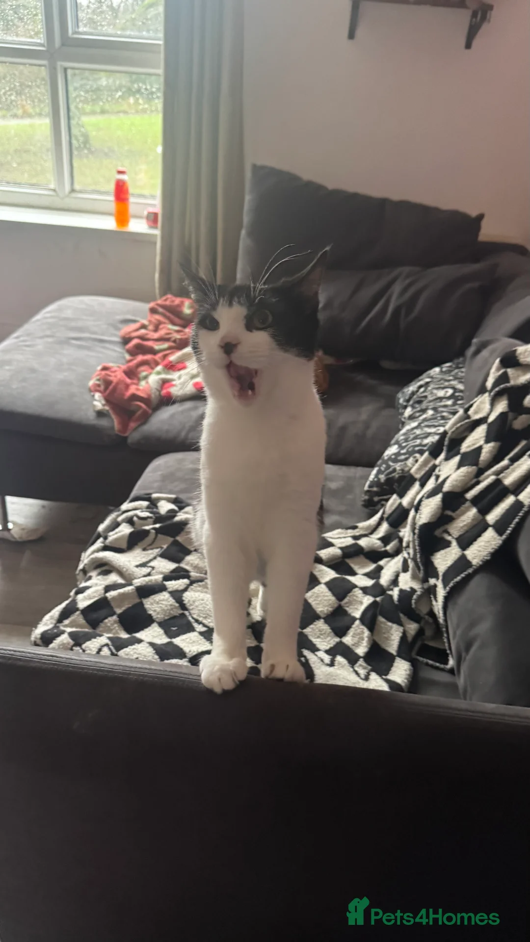 Mixed Breed cats for sale: male cat - Advert 3