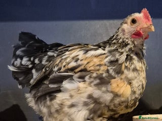 Chickens poultry Pekin bantam cockeril. - Advert 8