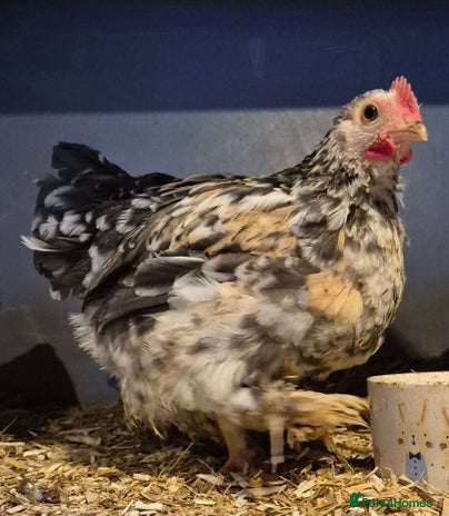 Chickens poultry Pekin bantam cockeril. - Advert 6