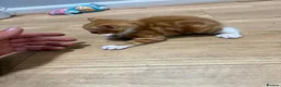 Mixed Breed cats for sale: Kittens  - Advert 3