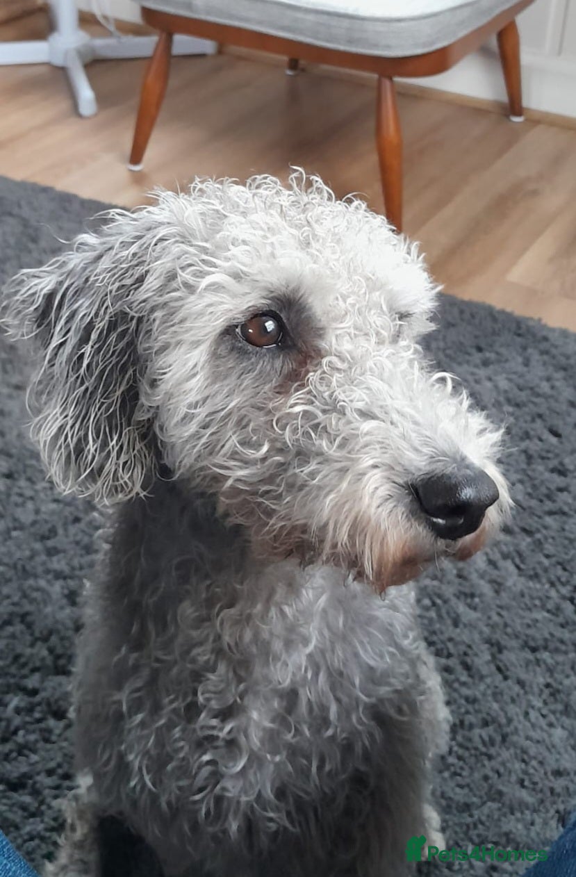 Bedlington Terrier dogs for sale: Four Beautiful Bedlington Boys - Advert 1