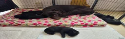 Labrador Retriever dogs for sale: STUNNING Pedigree Labrador Puppies in Portsmouth - Advert 2