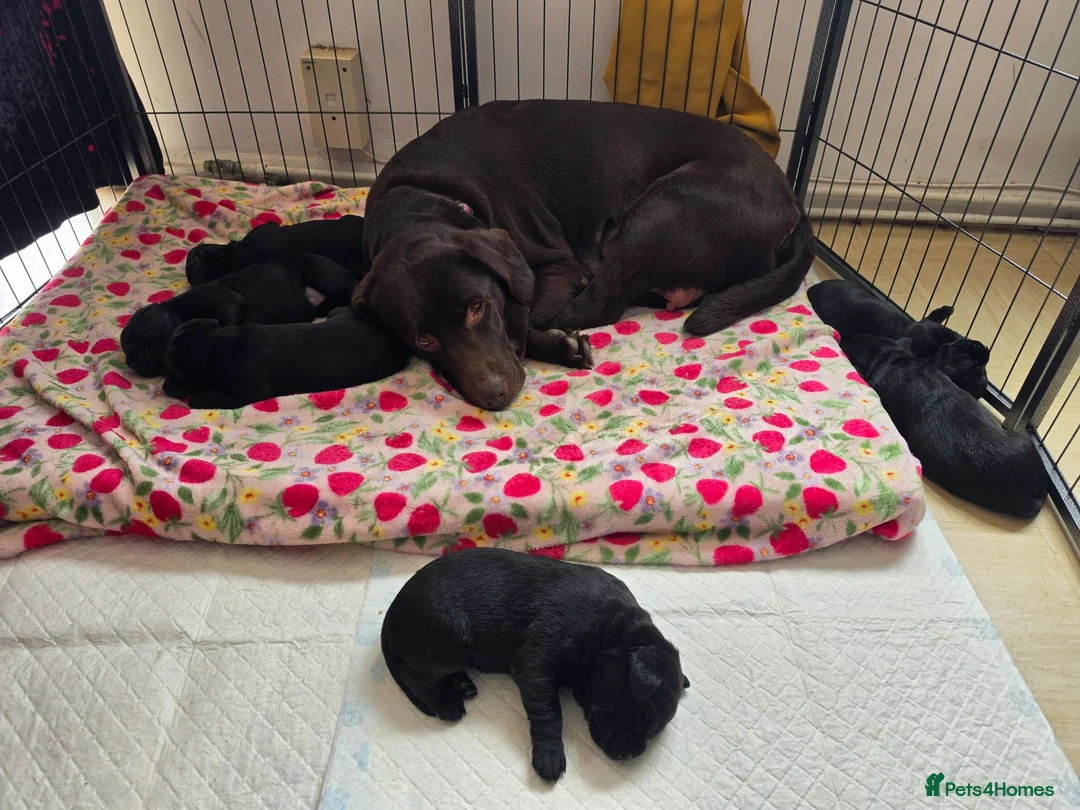 Labrador Retriever dogs for sale: STUNNING Pedigree Labrador Puppies in Portsmouth - Advert 2