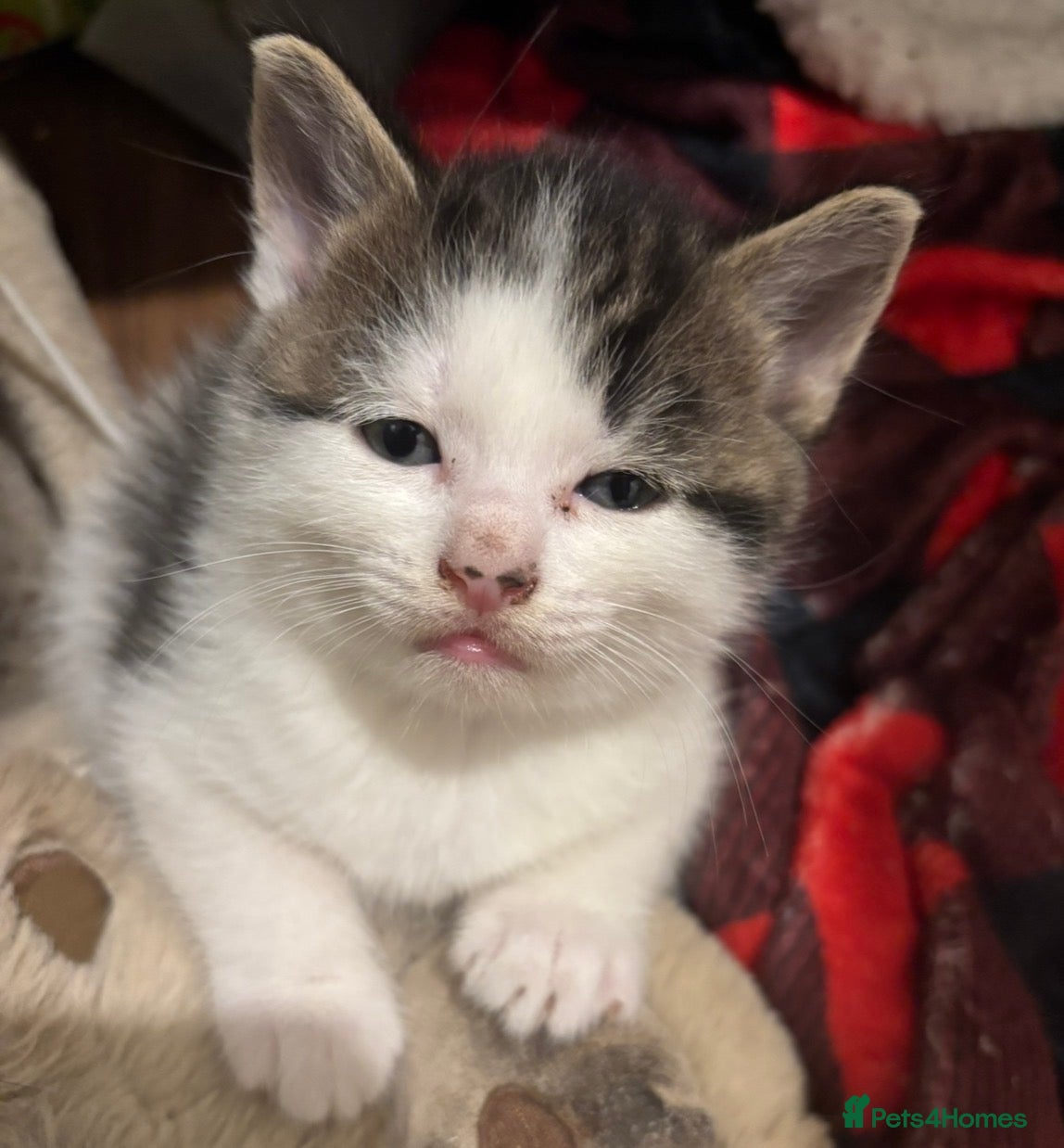 British Shorthair cats for sale: 3 half british shorthair boys - Advert 12