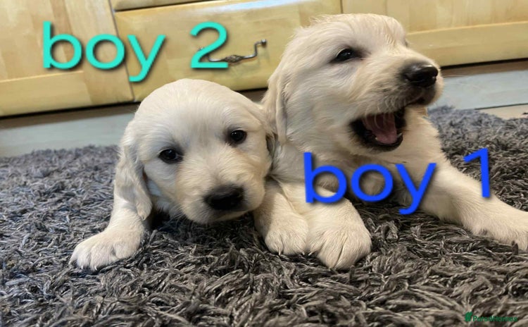 Golden Retriever dogs - Advert 1