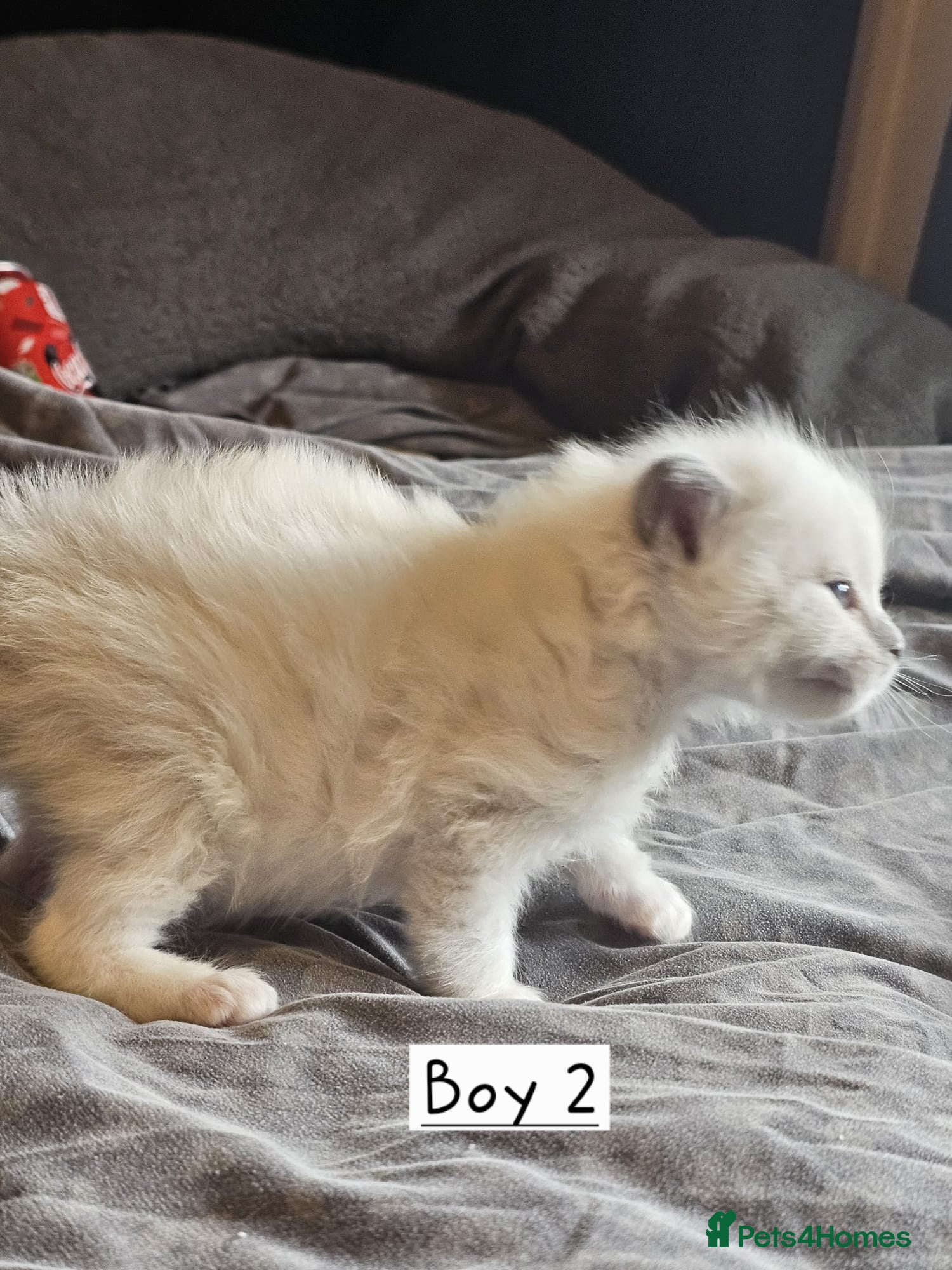 Ragdoll cats for sale: Beautiful Ragdoll Kittens  - Advert 4